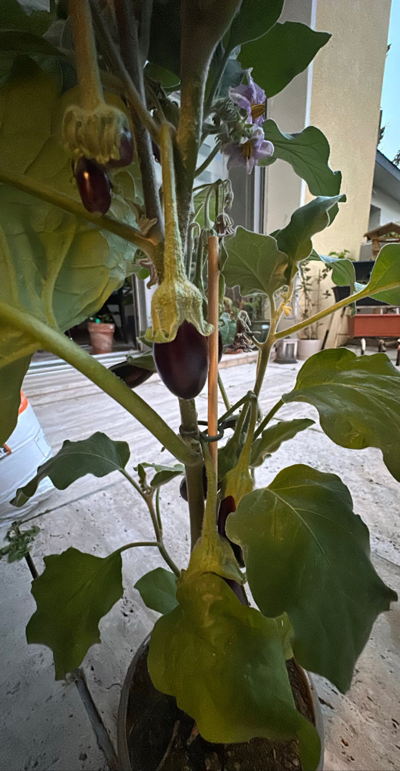 melanzana — Bild 1