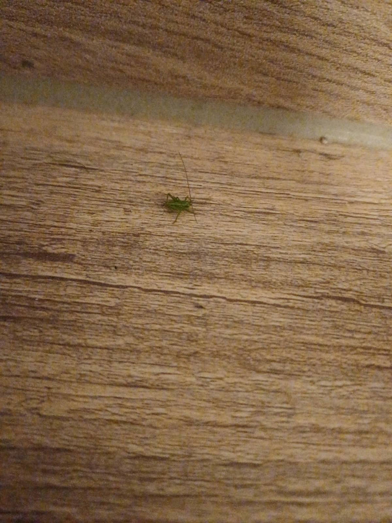 Cavallo da fieno verde — Bild 1