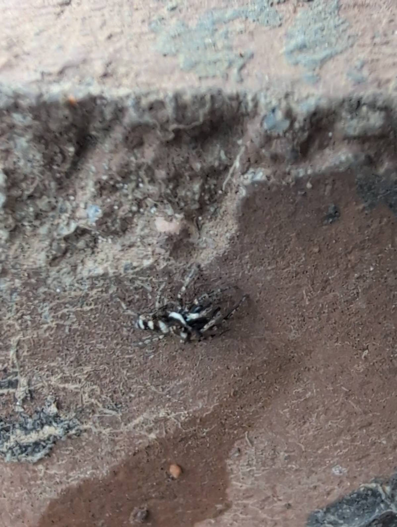 Un ragno zebra siede su un muro di pietra grezza. L'animale a strisce bianche e nere è chiaramente visibile.