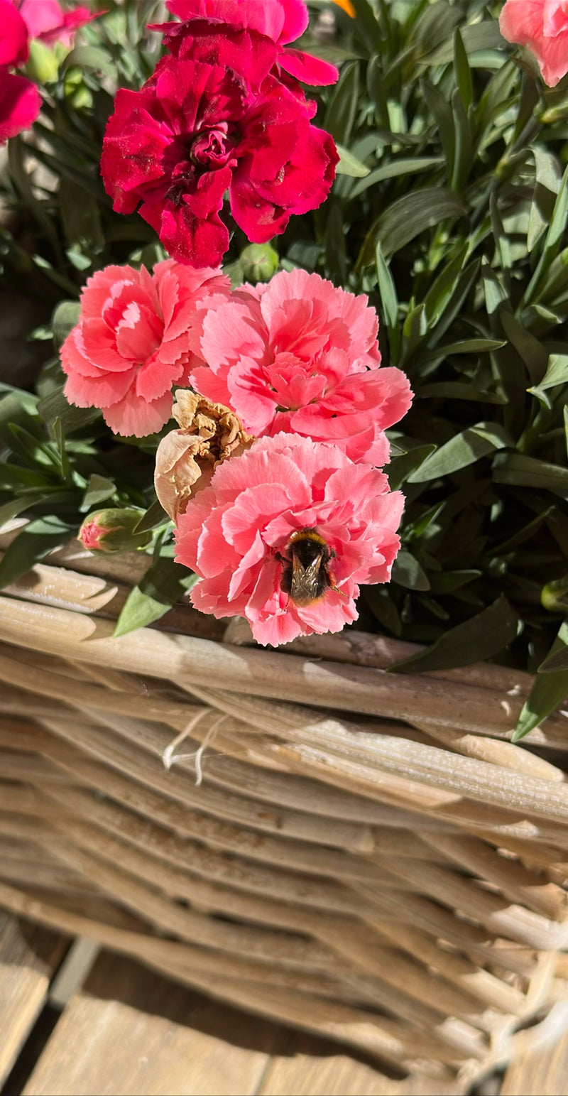 Un bombo dei prati si trova su un fiore di garofano rosa in un cesto intrecciato. Lo scatto mostra l'insetto dall'alto mentre si nutre.