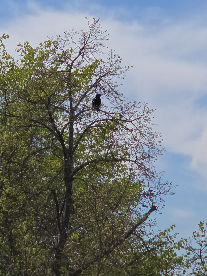 Una cornacchia nera è appollaiata sui rami superiori di un albero frondoso. Uno sfondo di cielo chiaro è visibile.