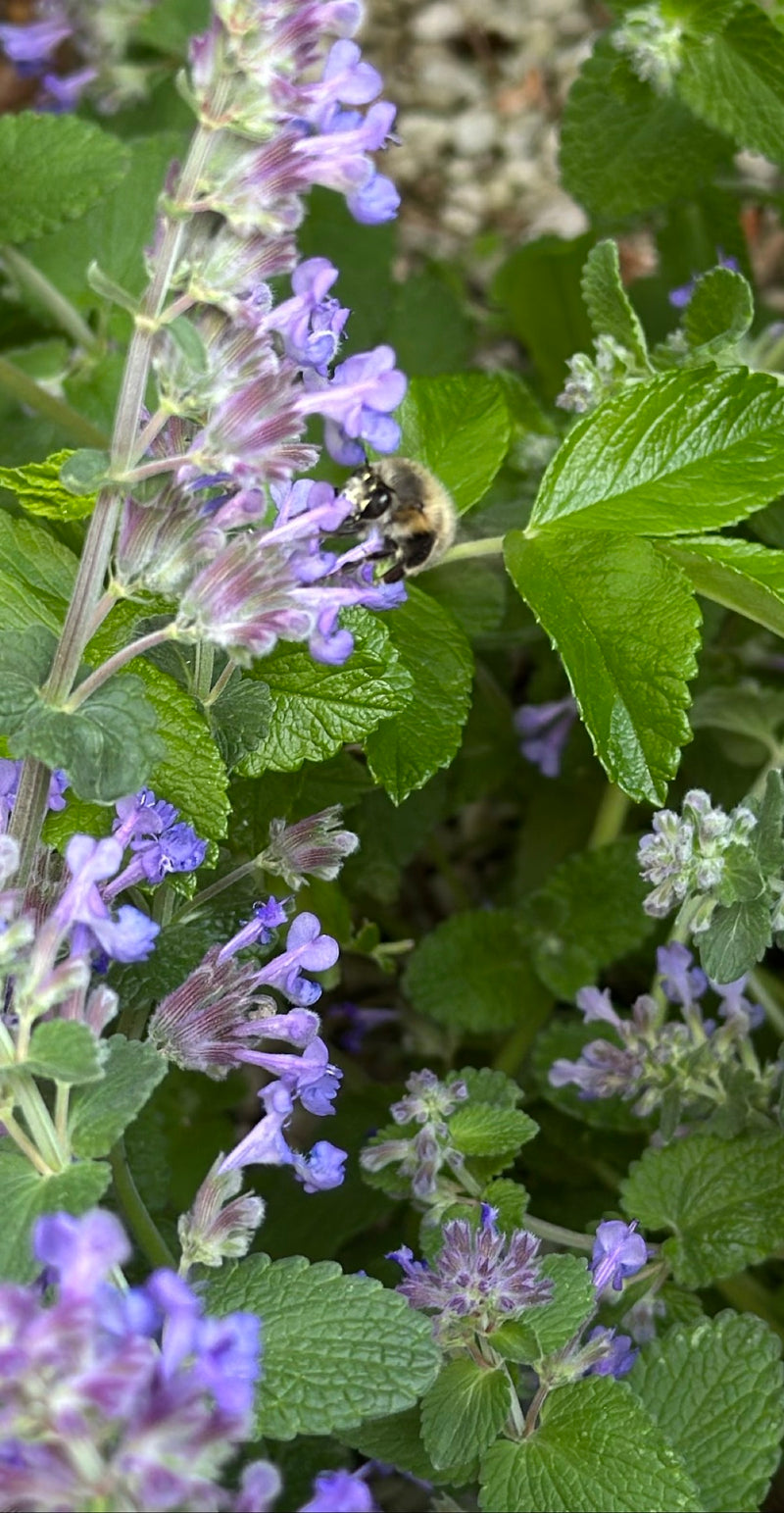 Un'ape pelosa primaverile è posata su un'infiorescenza viola per raccogliere il nettare. L'ambiente circostante è caratterizzato da foglie verdi.