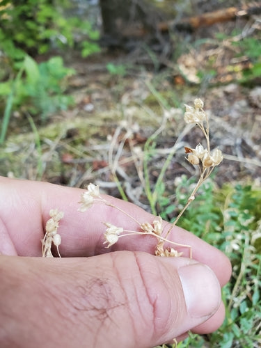 La scala di Giacobbe — Bild 4