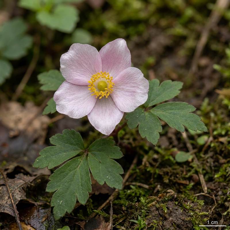 Anemone giapponese