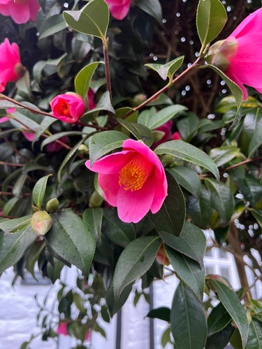 Camelia giapponese — Bild 3