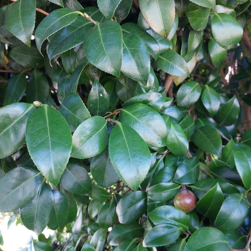 Camelia giapponese — Bild 2