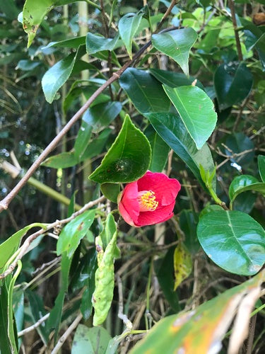 Camelia giapponese — Bild 5