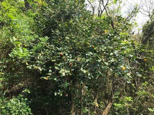 Camelia giapponese — Bild 4