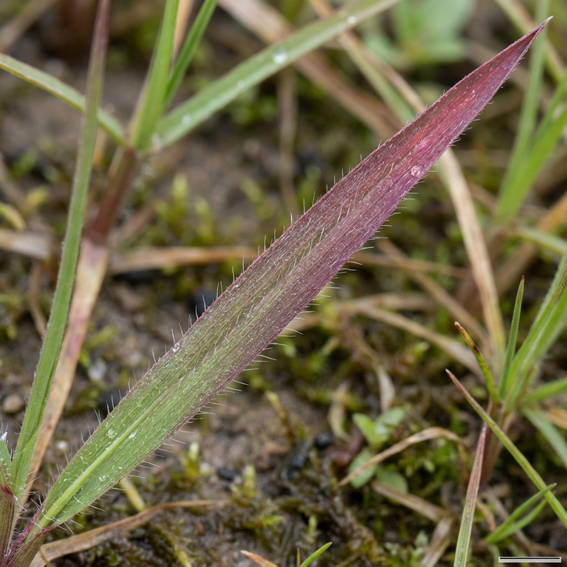 Erba sanguigna giapponese