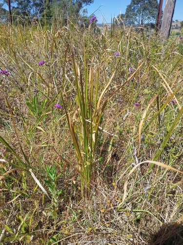 Erba sanguigna giapponese — Bild 5