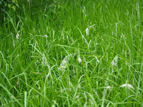 Erba sanguigna giapponese — Bild 3
