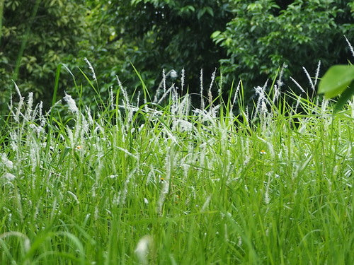 Erba sanguigna giapponese — Bild 4