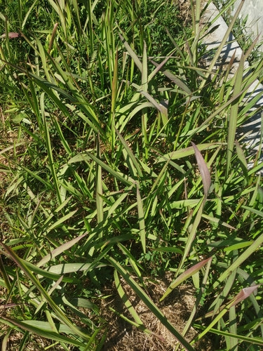 Erba sanguigna giapponese — foto 4 di 11