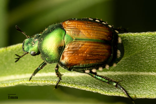 Scarabeo giapponese — Bild 4