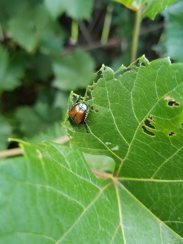 Scarabeo giapponese — Bild 3