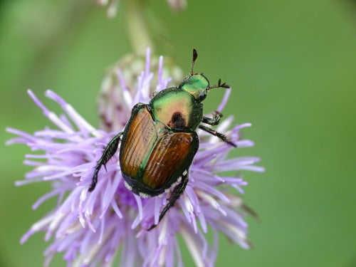 Scarabeo giapponese — Bild 5