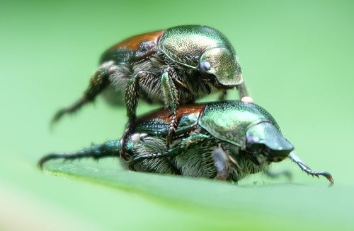 Scarabeo giapponese — Bild 2