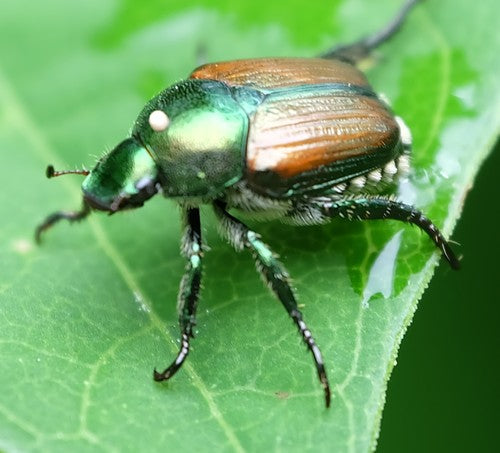 Scarabeo giapponese — Bild 1
