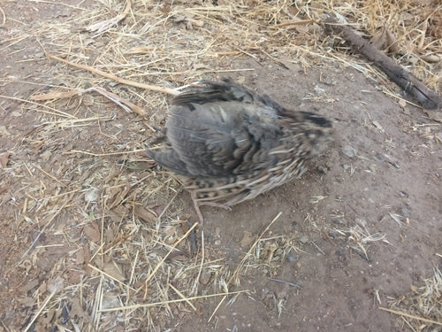 Quaglia giapponese — foto 3 di 7