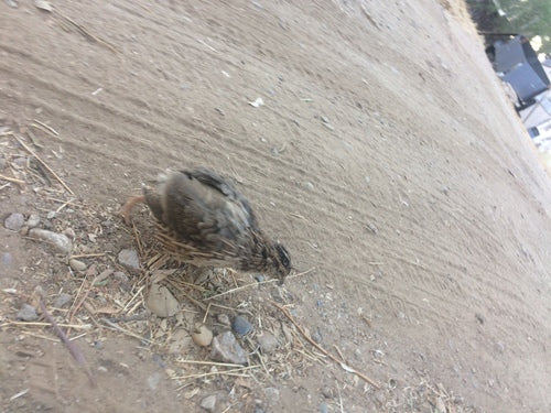 Quaglia giapponese — foto 4 di 7