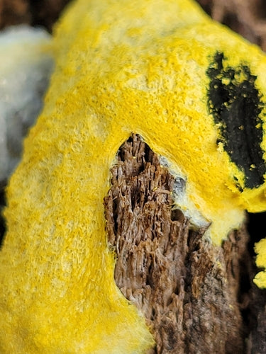 Gelsomino — Bild 5