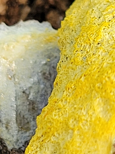 Gelsomino — Bild 2