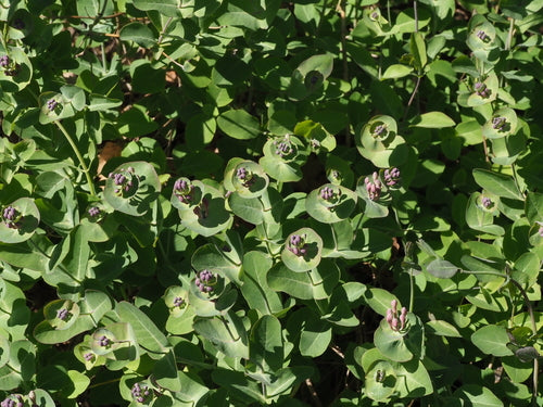 Jelaengerjelieber — Bild 5