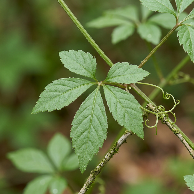 Jiaogulan (Gynostemma pentaphyllum), illustrazione IA