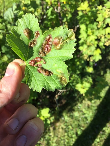 Afide del ribes — Bild 5