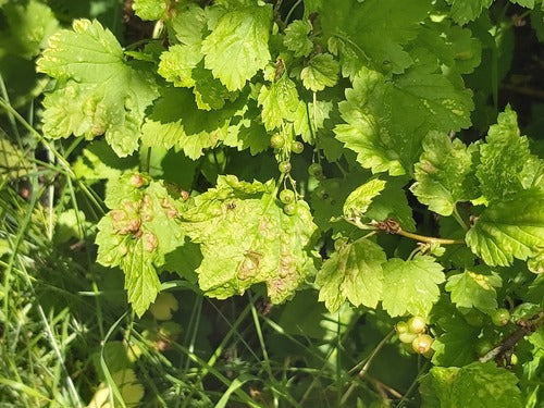 Afide del ribes — Bild 4
