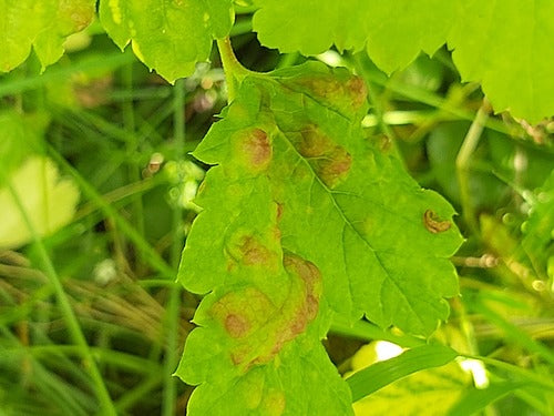 Afide del ribes — Bild 3