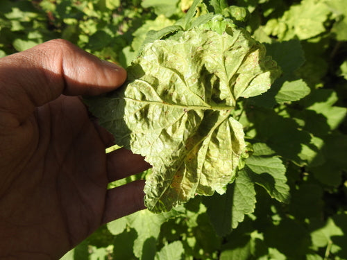 Afide del ribes — Bild 2
