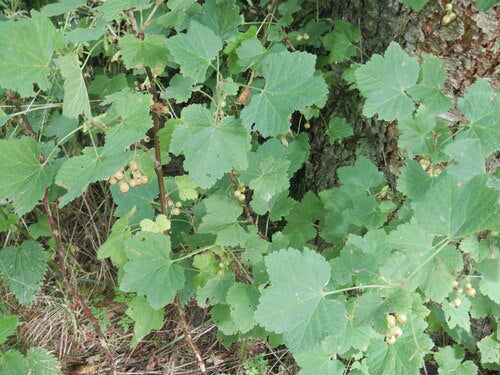 ribes — Bild 5