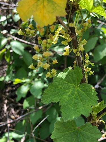ribes — Bild 4