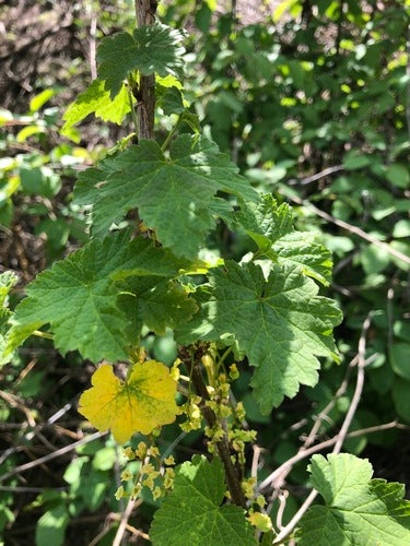 ribes — Bild 3