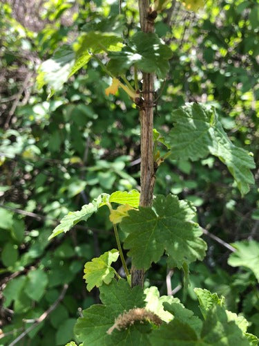 ribes — Bild 2