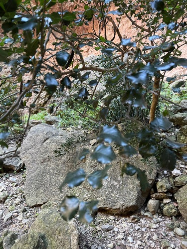Carrubo — Bild 3