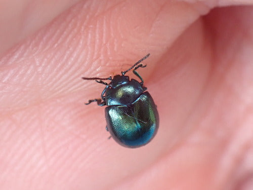Scarabeo fogliare dell'erba di San Giovanni — foto 2 di 9