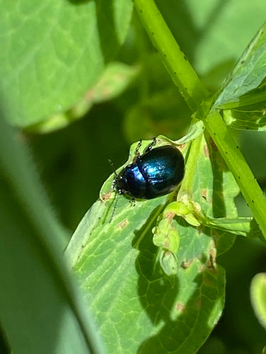 Scarabeo fogliare dell'erba di San Giovanni — foto 5 di 9