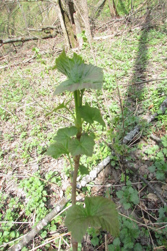 Jostaberry — Bild 4