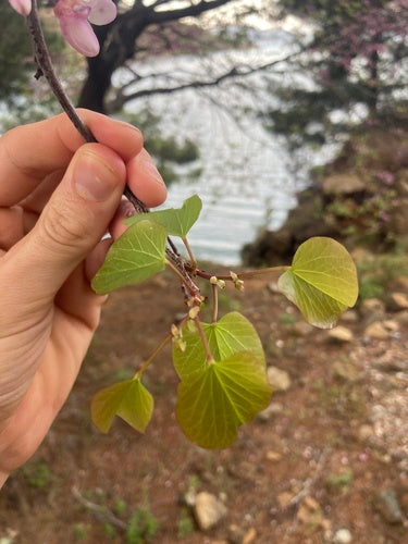 L'albero di Giuda — Bild 5