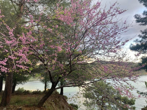 L'albero di Giuda — Bild 4