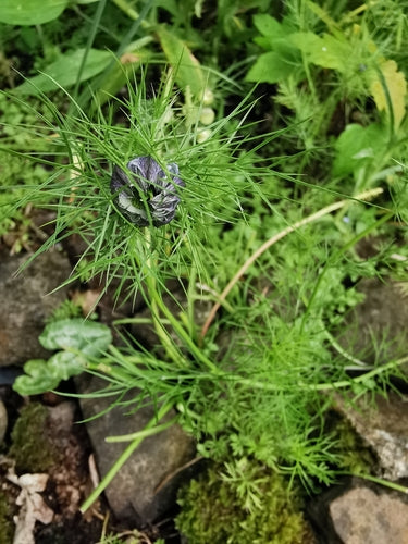 Fanciulla nel verde — Bild 2