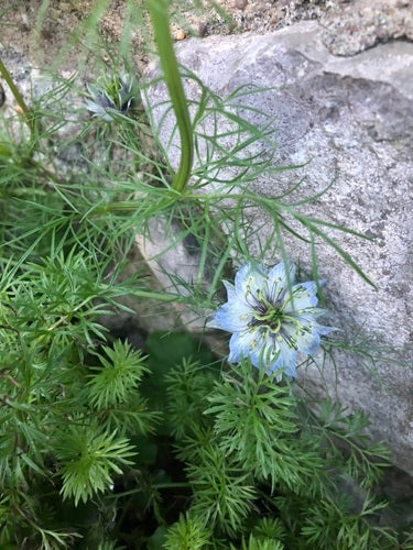 Fanciulla nel verde — Bild 3