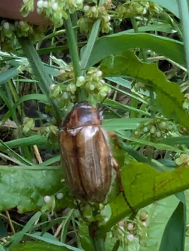 Scarabeo di giugno — Bild 5