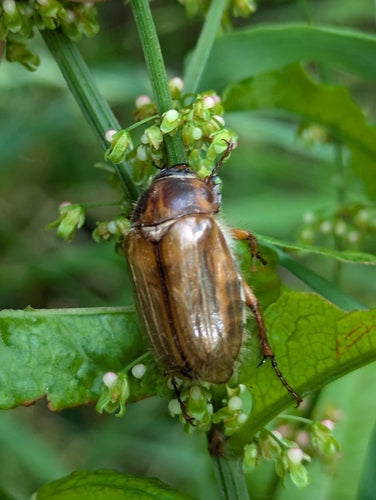 Scarabeo di giugno — Bild 4