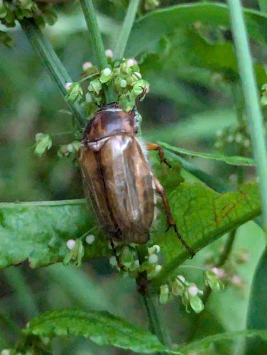 Scarabeo di giugno — Bild 3
