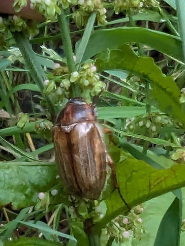 Scarabeo di giugno — Bild 2
