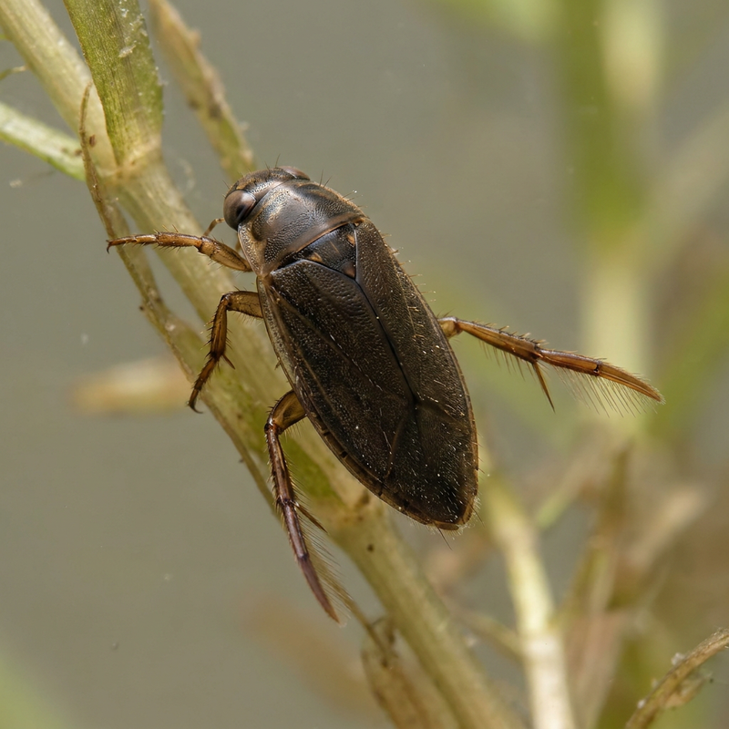 scarabeo (indeterminato)