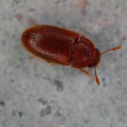 Scarabeo peloso — Bild 5
